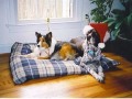 xmasdogs